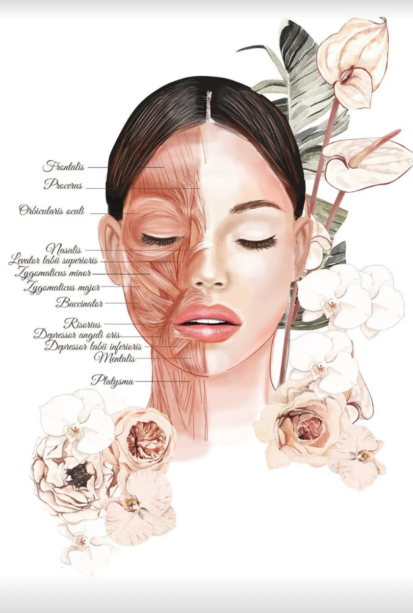 Anatomische Illustration der Gesichts- und Kaumuskulatur – Sukis Schwerpunkt CMD
