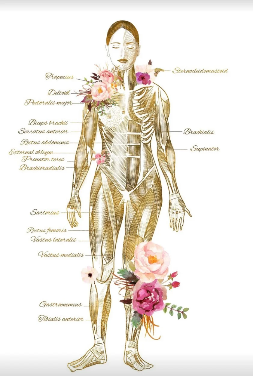 Anatomische Illustration der Muskulatur – Sukis Schwerpunkte